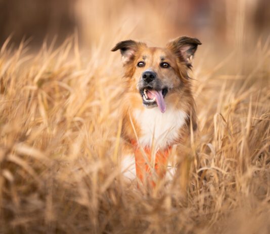 Grain inclusive dog food is a healthy choice for most dogs without dietary restrictions.