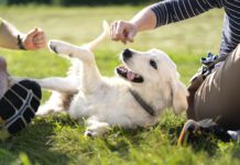 How do you make a dog feel safe? Respecting boundaries helps.