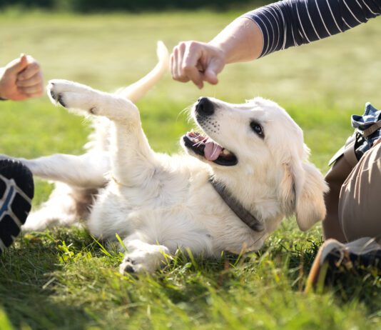 How do you make a dog feel safe? Respecting boundaries helps.
