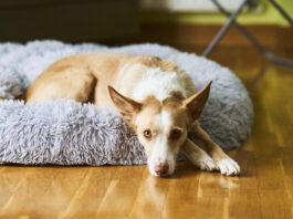 A white and cream colored dog laying in a dog bed looking at the camera.