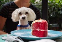 Can dogs eat sugar? They can but it isn't a good idea.