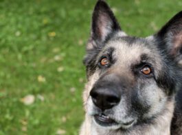 A graying muzzle on its own isn't a sign of vitiligo in dogs.