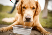 Laryngeal paralysis in dogs