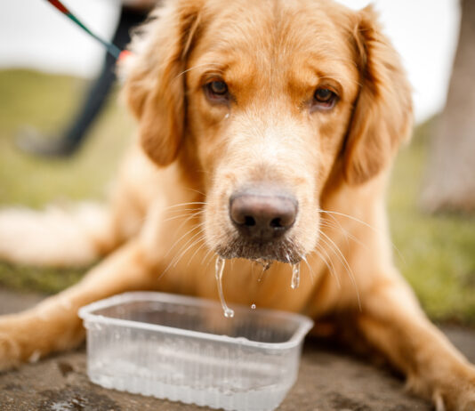 Laryngeal paralysis in dogs