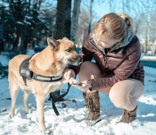 A woman smears Vaseline on her dog's paw to protect him from snowy weather.