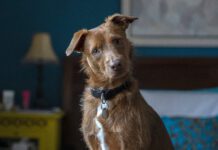 How To Get Rid of Dog Smells in the House Loving your dog doesn't mean loving the smell. Here is how to get rid of dog odors in the house.
