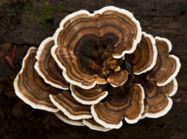 Turkey Tail Mushrooms for Dogs Turkey tail mushroom for dogs is a popular supplement for canine health.