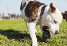 Best Dog Toys for Heavy Chewers Dog toys for heavy chewers need to be built strong, but not so strong they pose a health risk.