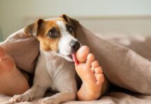 Why do dogs lick your feet? Because they're there.