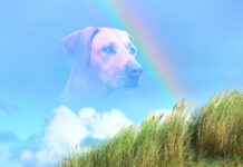 When is it time to put down a dog with seizures.