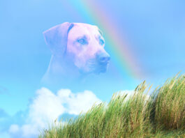 When is it time to put down a dog with seizures.