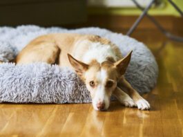 Helping a rescue dog adjust to a new home requires considering their needs and providing safe spaces.