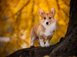 The Corgi dog's short legs is due to a mutation that causes a particular sort of dwarfism in dogs.