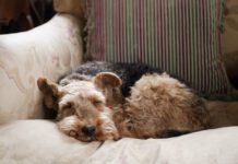 What do dogs dream about? We can't know for sure but science offers clues.