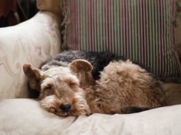 What do dogs dream about? We can't know for sure but science offers clues.