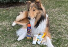 If your dog is prone to sunburn then the best dog sunscreens can help protect him.