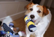 DIY dog toys can be a fun and safe alternative to expensive dog toys.
