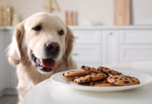 A dog eyeing a tasty plate of chocolate chip cookies which can lead to a poisoning.
