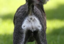Hematochezia in dogs can have many causes.