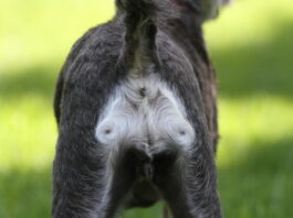 Hematochezia in dogs can have many causes.