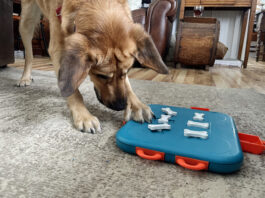 How Smart Are Dogs? Exploring Canine Intelligence, Abilities, and Surprising Facts How smart are dogs? Often that depends on the individual dog, and how often they get to use their smarts.