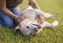 Sarcomas in dogs are local cancers that can be removed without much issue.