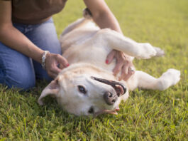 Your Guide to Fibrosarcomas in Dogs Sarcomas in dogs are local cancers that can be removed without much issue.