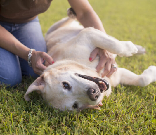 Sarcomas in dogs are local cancers that can be removed without much issue.