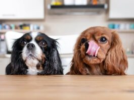 Why Is My Dog Always Hungry? Why is your dog always hungry? They may just associate treats with affection, or their could be a medical issue.