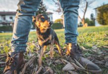 Dogs can smell fear on their owner and other humans.