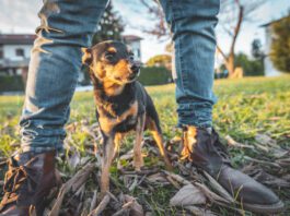 Dogs can smell fear on their owner and other humans.
