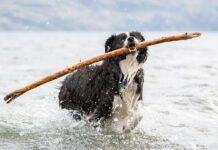 Dog perfume can be just what's needed to get rid of the lingering stentch of seaweed, or roadkill.