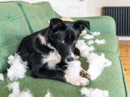 Dogs don't feel lasting guilt and keeping them from repeating unwanted behaviors requires immediate correction.