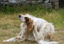 The best dog flea pills can help your dog avoid the itching and scratching associated with fleas.