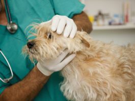 Fluconazole for Dogs Fluconazole for dogs is a drug used to treat certain fungal infections in dogs.