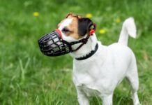The best dog muzzles are comfortable for the dog while performing its duties.