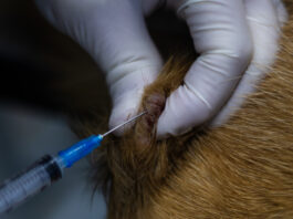 Mast Cell Tumor vs. Histiocytoma Determining whether a mass is a mast cell tumor or a histiocytoma requires a biopsy.