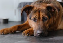 Colitis in Dogs Colitis in dogs can have a number of causes which will need to be ruled out,