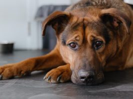 Colitis in dogs can have a number of causes which will need to be ruled out,