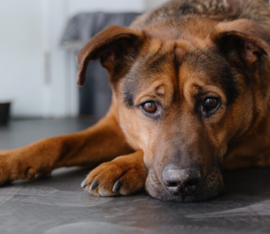 Colitis in Dogs Colitis in dogs can have a number of causes which will need to be ruled out,