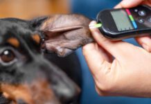 Dog food for diabetic dogs can make a difference in managing their blood sugar levels.