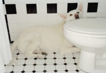 Why Your Dog Is Afraid of Thunder Why are dogs scared of thunder? The reasons are as diverse as dogs themselves.