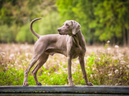 Hypertrophic Osteodystrophy vs. Panosteitis in Dogs Hypertrophic osteodystrophy in dogs can cause lameness in dogs, but resolves when a dog is fully grown.