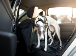 Cute dog in the back seat of the car