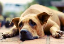 Dogs don't cry, but they do experience sadness and acute stress.