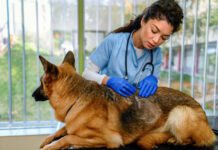 What Is Ketoconazole Used for in Dogs? Ketoconazole for dogs is an antifungal medication that is used to treat yeast and fungal infections.
