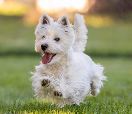 A west highland terrier running cheerfully across a field.