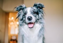 A happy dog will signal their happiness with soft eyes, relaxed demeanor.
