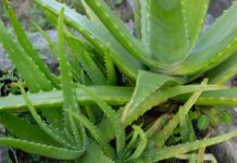 Aloe Vera for Dogs Aloe vera for dogs is a popular and safe anti-inflammatory.