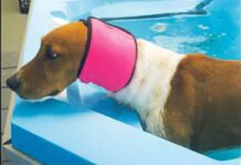 Dog Ear Plugs: What To Know About Ear Covers and Swimming Snoods for Dogs There are no dog ear plugs, but dog ear covers like swim snoods can keep water out of your dog's ears.